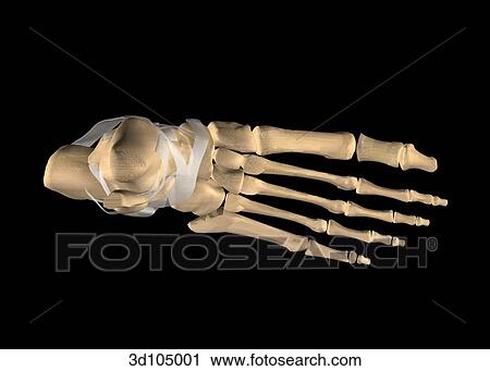 Dorsal view of the ankle joint bones showing the calcaneus, cuneiforms, metatarsals and phalanges. View Large Illustration Clip Art - Dorsal view of the ankle joint bones showing the calcaneus, cuneiforms, metatarsals and phalanges.. Fotosearch