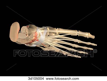 Stock Illustration - Dorsal view of the ankle, showing muscles and bones.. Fotosearch