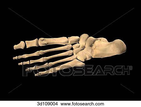 Dorsal view of the bones of the foot. View Large Illustration Stock Illustration - Dorsal view of the bones of the foot.. Fotosearch