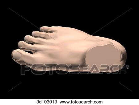 Dorsal view of the external foot. View Large Illustration Drawing - Dorsal view of the external foot.. Fotosearch