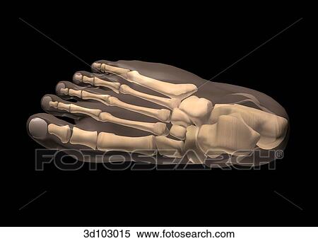 Dorsal view of the foot; skin is transparent, showing bone structure underneath. View Large Illustration Stock Illustration - Dorsal view of the foot; skin is transparent, showing bone structure underneath.. Fotosearch
