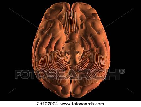 Inferior View Of The Brain Stock Illustration 3d107004