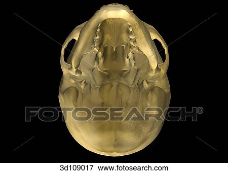 Stock Illustration - Inferior view of the female skull.. Fotosearch