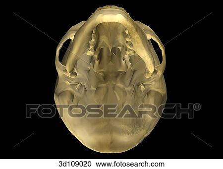 Inferior view of the male skull. View Large Illustration Clipart - Inferior view of the male skull.. Fotosearch