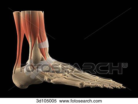 Stock Illustration - Lateral view of the ankle, including muscles and bones.. Fotosearch