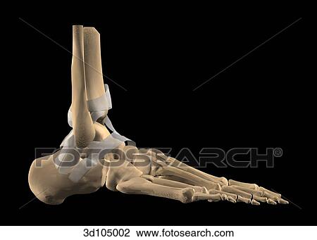 Lateral view of the ankle joint bones showing the calcaneus, cuneiforms, metatarsals and phalanges. View Large Illustration Drawing - Lateral view of the ankle joint bones showing the calcaneus, cuneiforms, metatarsals and phalanges.. Fotosearch