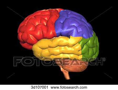 Clip Art - Lateral view of the areas of the brain, which are colorized.. Fotosearch