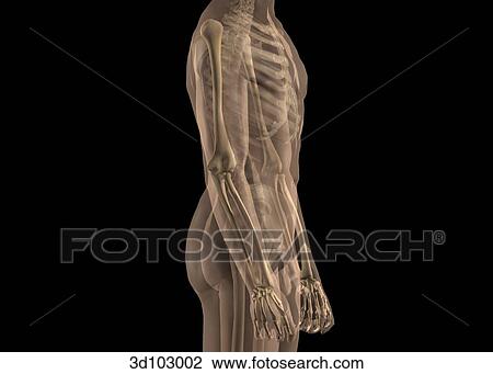 Lateral view of the arm with transparent skin, showing the bone structure underneath. View Large Illustration Drawing - Lateral view of the arm with transparent skin, showing the bone structure underneath.. Fotosearch