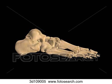 Stock Illustration - Lateral view of the bones of the foot.. Fotosearch