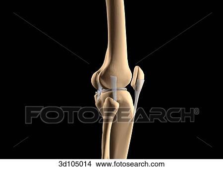 Lateral view of the bones of the knee joint. View Large Illustration Stock Illustration - Lateral view of the bones of the knee joint.. Fotosearch