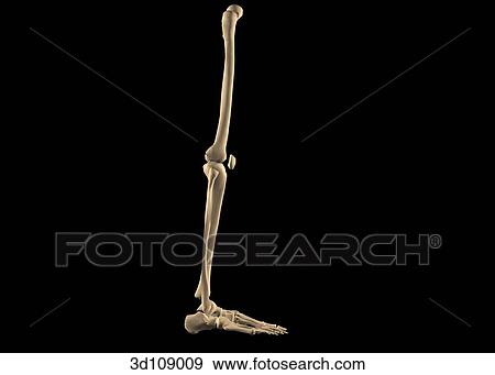 Lateral view of the bones of the leg, including the fibula, tibia, femur and bones of the foot. View Large Illustration Stock Illustration - Lateral view of the bones of the leg, including the fibula, tibia, femur and bones of the foot.. Fotosearch