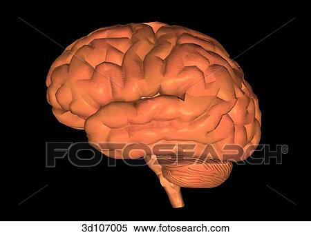 Lateral view of the brain. View Large Illustration Stock Illustration - Lateral view of the brain.. Fotosearch