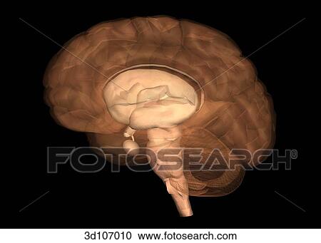 Lateral view of the brain, which is transparent, showing the cortex. View Large Illustration Clipart - Lateral view of the brain, which is transparent, showing the cortex.. Fotosearch