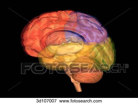 Lateral view of the brain, which is transparent, showing the inner structures in color. View Large Illustration Stock Illustration - Lateral view of the brain, which is transparent, showing the inner structures in color.. Fotosearch