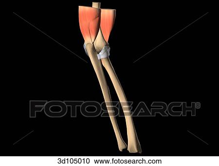 Lateral view of the elbow, including muscles and bones. View Large Illustration Clipart - Lateral view of the elbow, including muscles and bones.. Fotosearch