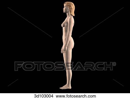 Stock Illustration - Lateral view of the external female body.. Fotosearch