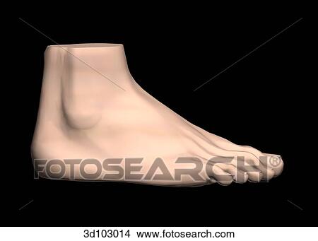 Stock Illustration - Lateral view of the external foot.. Fotosearch