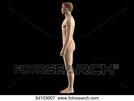 Lateral view of the external male body. View Large Illustration Stock Illustration - Lateral view of the external male body.. Fotosearch