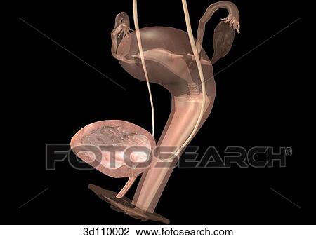 Drawing - Lateral view of the female genitourinary system; image is transparent.. Fotosearch