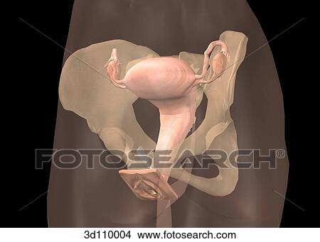 Lateral view of the female reproductive system in situ. View Large Illustration Stock Illustration - Lateral view of the female reproductive system in situ.. Fotosearch