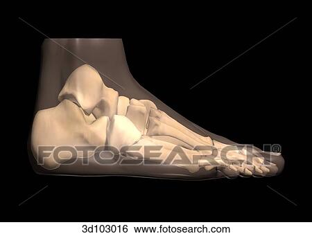 Stock Illustration - Lateral view of the foot; skin is transparent, showing bone structure underneath.. Fotosearch