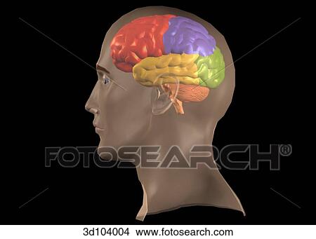 Lateral view of the head; skin is transparent, showing the brain beneath. View Large Illustration Stock Illustration - Lateral view of the head; skin is transparent, showing the brain beneath.. Fotosearch