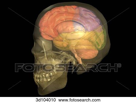 Clipart - Lateral view of the head; skull is transparent, showing the brain beneath.. Fotosearch