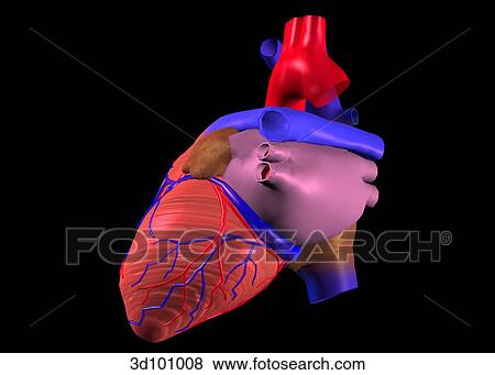 Lateral view of the heart. View Large Illustration Stock Illustration - Lateral view of the heart.. Fotosearch