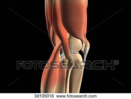 Stock Illustration - Lateral view of the knee showing muscles and bones.. Fotosearch