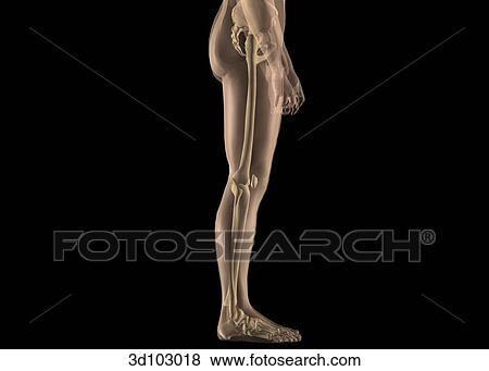 Stock Illustration - Lateral view of the leg; skin is transparent, showing the bone structure underneath.. Fotosearch