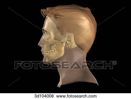 Stock Illustration - Lateral view of the male head; skin is transparent, showing the skull beneath.. Fotosearch