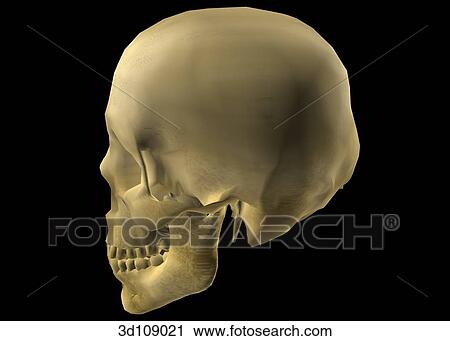 Clip Art - Lateral view of the male skull.. Fotosearch