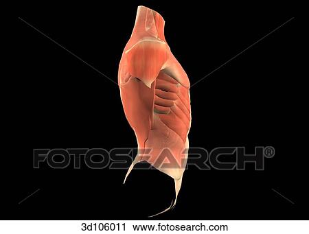 Lateral view of the muscles of the torso. View Large Illustration Clip Art - Lateral view of the muscles of the torso.. Fotosearch