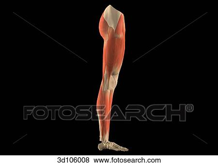 Stock Illustration - Lateral view of the muscles of the leg.. Fotosearch