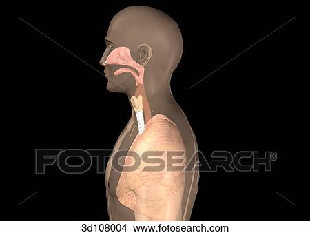 Stock Illustration - Lateral view of the respiratory system within a transparent image of the torso and head. . Fotosearch