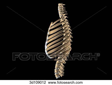Drawing - Lateral view of the ribcage.. Fotosearch