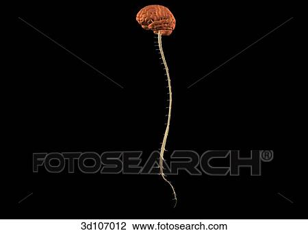 Drawing - Lateral view of the spinal cord and brain.. Fotosearch