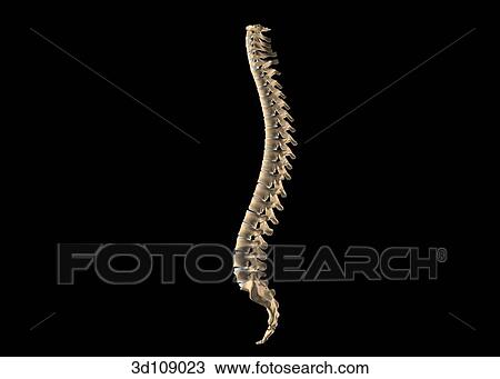 Drawing - Lateral view of the spine.. Fotosearch
