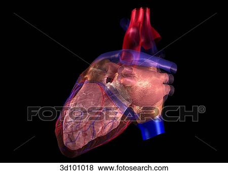 Lateral view of transparent heart with focus on the myocardium. View Large Illustration Stock Illustration - Lateral view of transparent heart with focus on the myocardium.. Fotosearch