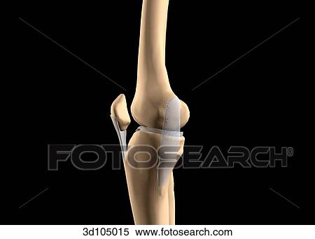 Medial view of the bones of the knee joint. View Large Illustration Stock Illustration - Medial view of the bones of the knee joint.. Fotosearch