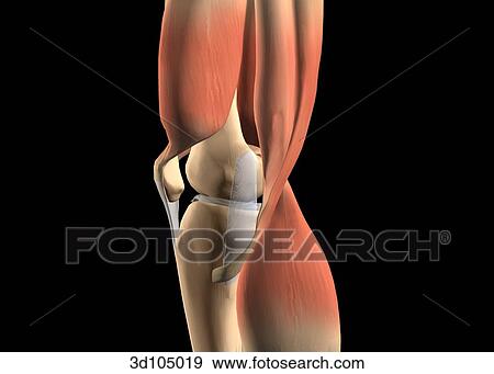 Stock Illustration - Medial view of the knee, showing muscles and bones.. Fotosearch