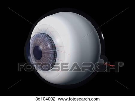 Oblique external view of the eye, including the pupil, iris and sclera. View Large Illustration Drawing - Oblique external view of the eye, including the pupil, iris and sclera.. Fotosearch