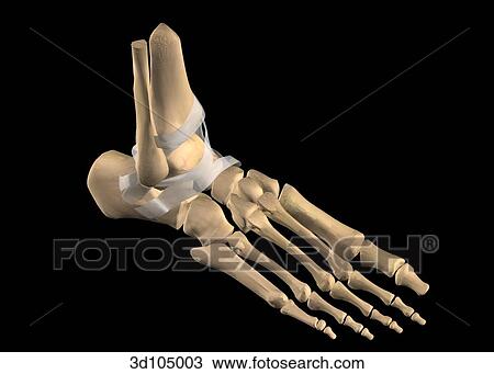 Oblique view of the ankle joint bones, including the calcaneus, cuboid, metatarsals and phalanges. View Large Illustration Drawing - Oblique view of the ankle joint bones, including the calcaneus, cuboid, metatarsals and phalanges.. Fotosearch
