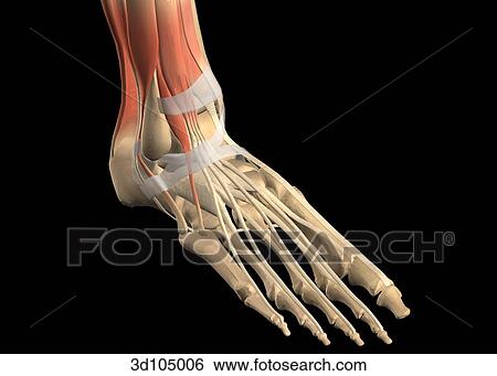 Oblique view of the ankle, showing muscles and bones. View Large Illustration Stock Illustration - Oblique view of the ankle, showing muscles and bones.. Fotosearch