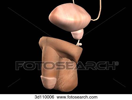 Oblique view of the male urinary system. View Large Illustration Stock Illustration - Oblique view of the male urinary system.. Fotosearch