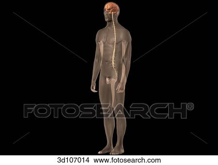 Stock Illustration - Oblique view of the spinal cord within a transparent image of the body.. Fotosearch