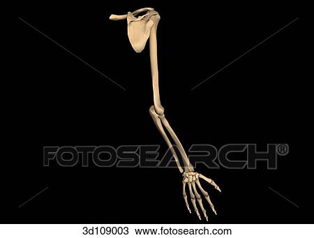 Posterior view of the bones of the arm, including shoulder and hand. View Large Illustration Drawing - Posterior view of the bones of the arm, including shoulder and hand.. Fotosearch