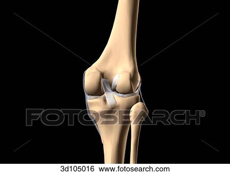 Posterior view of the bones of the knee joint, including the femur, tibia and fibula. View Large Illustration Stock Illustration - Posterior view of the bones of the knee joint, including the femur, tibia and fibula.. Fotosearch