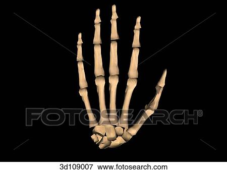 Posterior view of the bones of the hand, showing the carpals, metacarpals and phalanges. View Large Illustration Stock Illustration - Posterior view of the bones of the hand, showing the carpals, metacarpals and phalanges.. Fotosearch