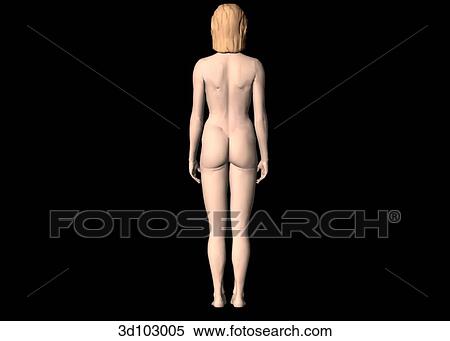Posterior view of the external female body. View Large Illustration Stock Illustration - Posterior view of the external female body.. Fotosearch
